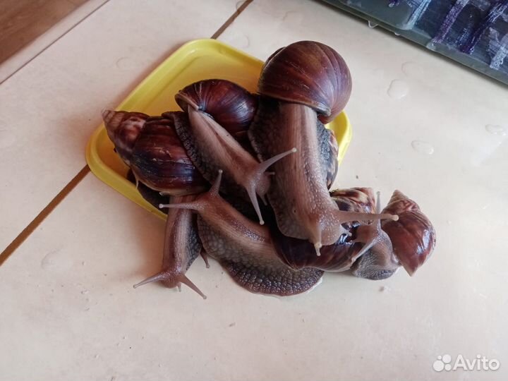 Улитки ахатины