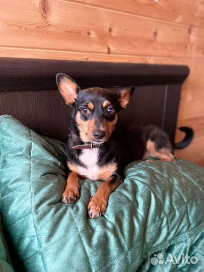 Маленькая собачка ждёт семью