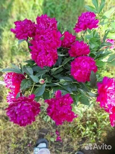 Пионы сорт канзас бордовые