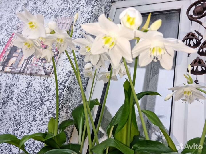 Эухарис амазонская лилия