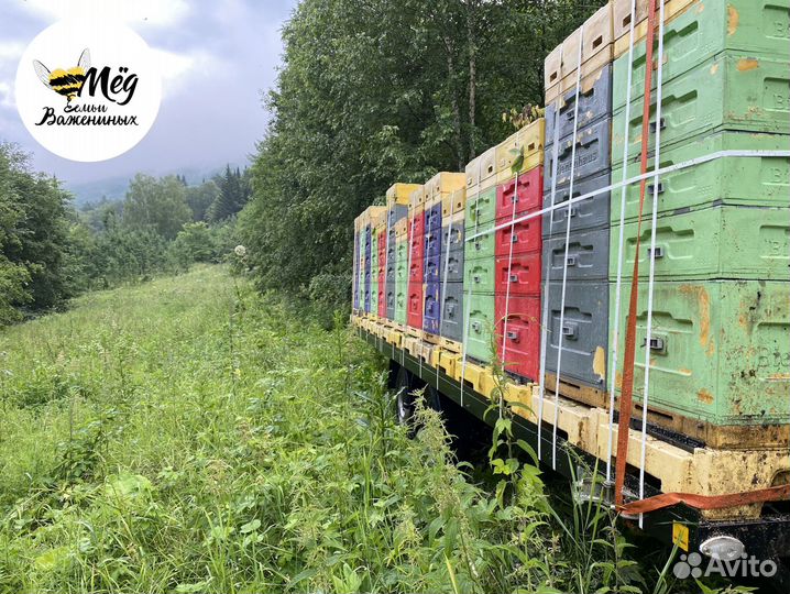 Мёд горный, липовый, гречишный. Урожай 2023