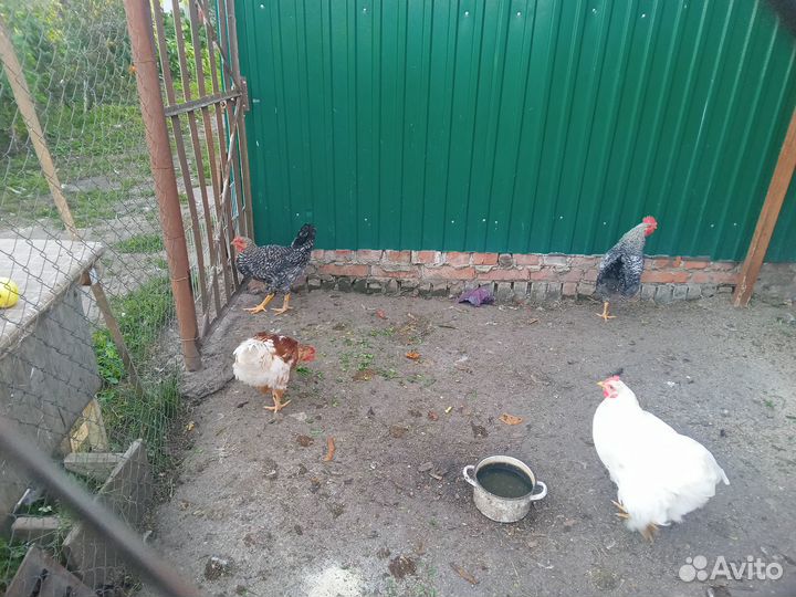 Молодые петушки