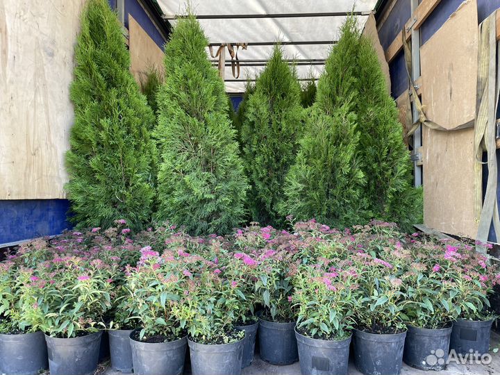 Спирея японская, серая Грефшейм