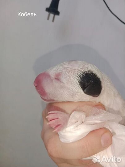 Бультерьер щенки