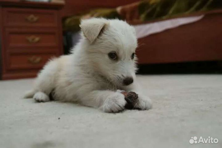 Щенки привитые в добрые руки