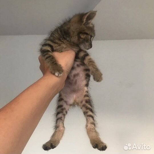 Отдам котенка в добрые руки