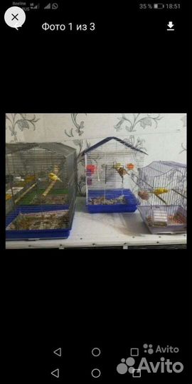 Кенара и канарейки