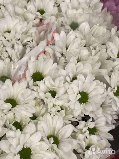 Цветы хризантемы