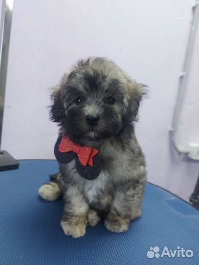 Мальтипу мини