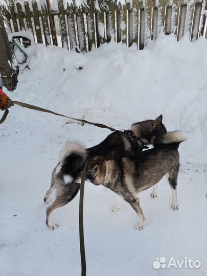 Щенки западно сибирской лайки