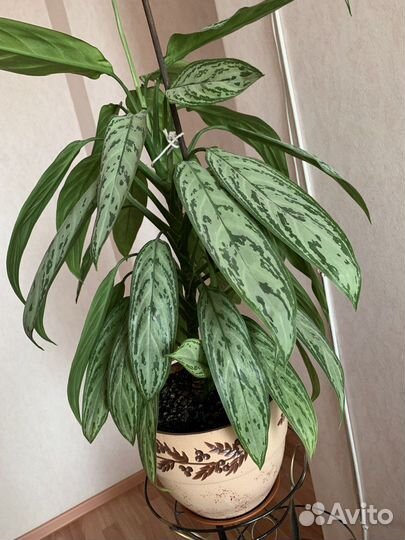 Аглаонема зеленая