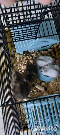 Джунгарский хомяк