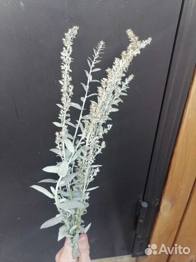 Пеннисетум лисий хвост и полынь сухоцветы