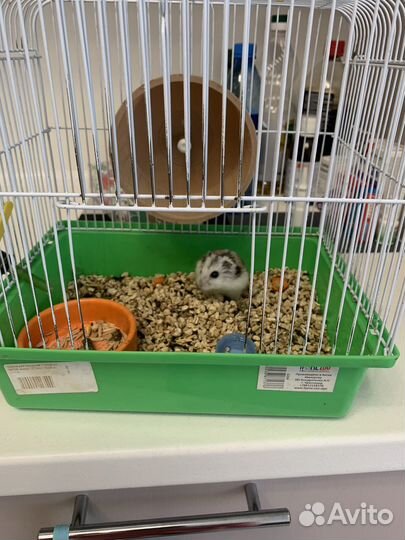 Джунгарский хомяк с клеткой бесплатно