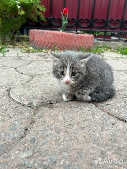 Маленький друг в добрые руки