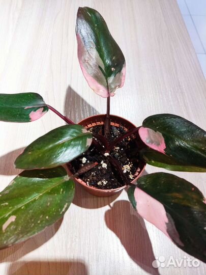 Филодендрон розовая принцесса