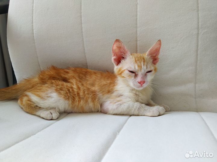 Рыжий котенок мальчик
