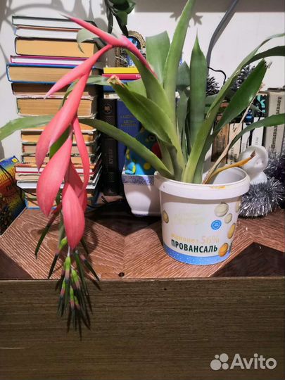 Бильбергия