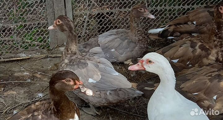 Мускусные утки