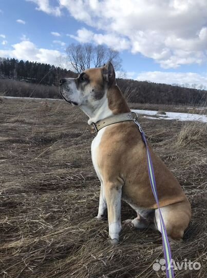 Стаффордширский терьер вязка