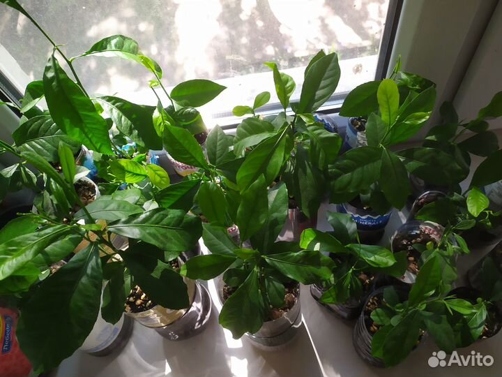 Рассада лимона