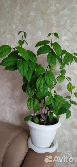 Глоксинья, клеродендрум, мята, алоэ, ден. дерево