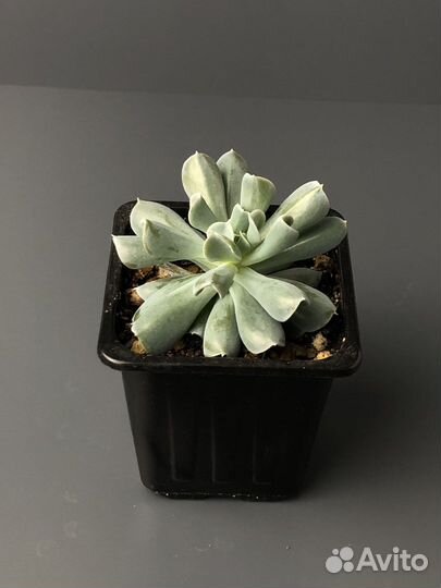 Эхеверия Руньона 