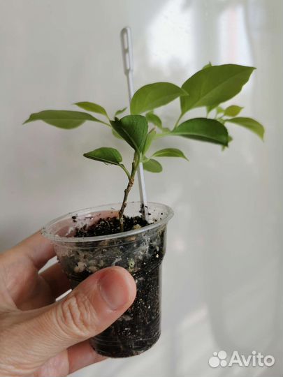 Бугенвиллия