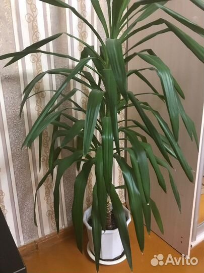 Комнатные растения цветы большие