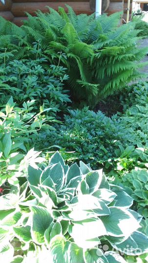 Папоротник