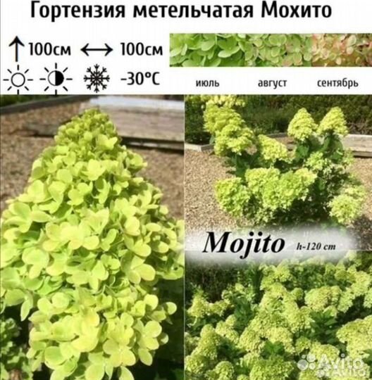 Гортензия метельчатая, разные сорта