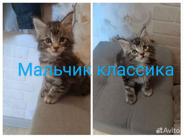 Котята мейн-кун