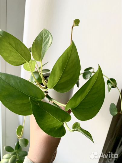 Сциндапсус