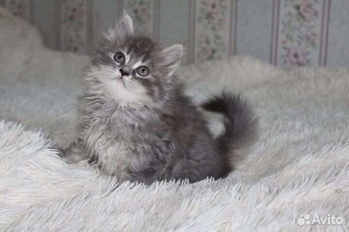 Девочка хайленд страйт