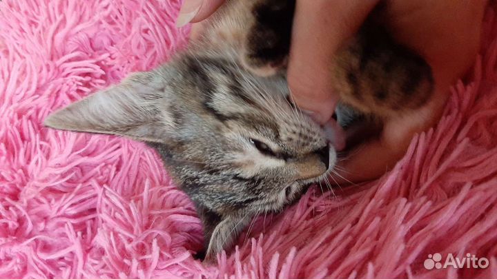 Добрый котëнок