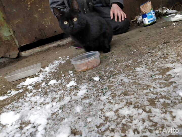 Кот Бегемот и его компания)