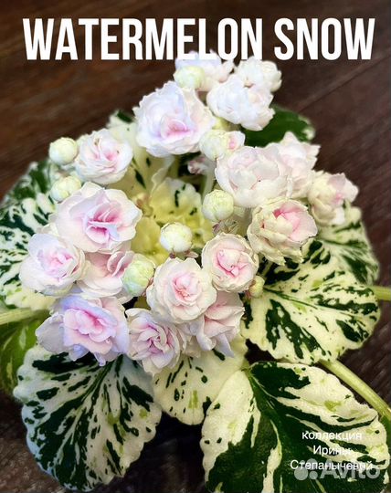 Фиалка лист