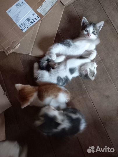 Котята в добрые руки даром