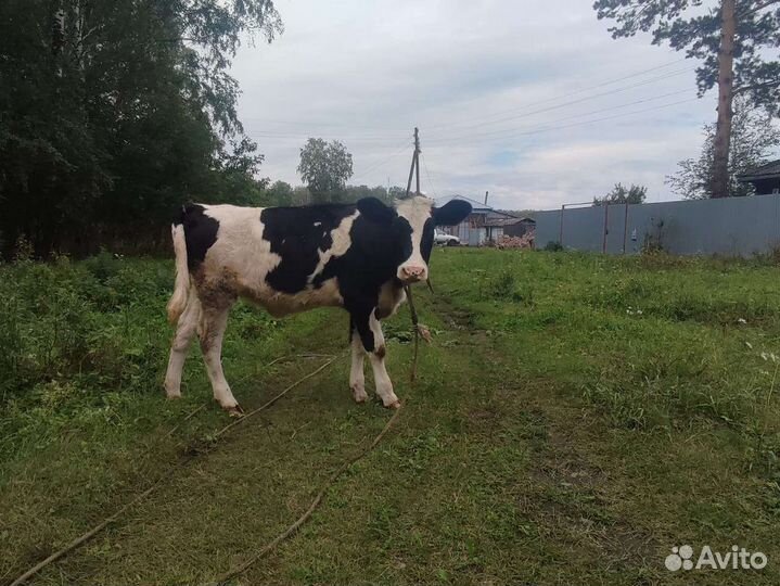 Продаются тёлочка, поросята и кабан