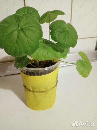 Пеларгония герань