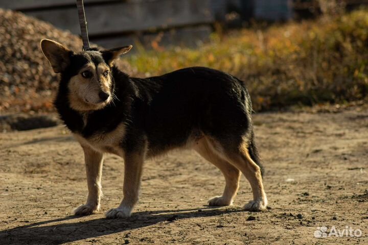 Жулик,компаньон