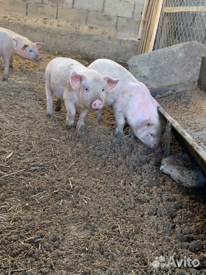 Поросята