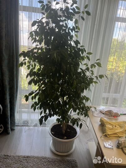 Фикус бенджамина большой