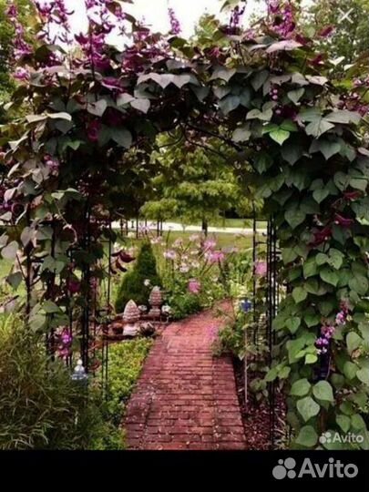 Рассада вьющийся сирени