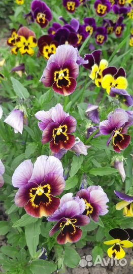 Виола (анютины глазки)