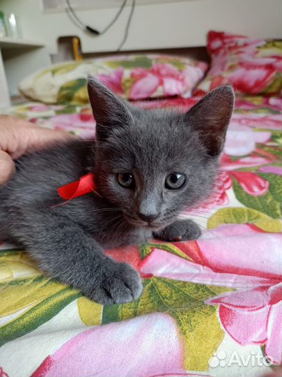 Котята, возраст 2 мес