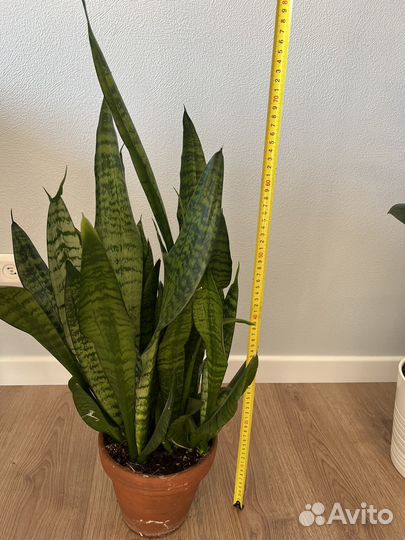 Сансевиерия зейланика 70 см