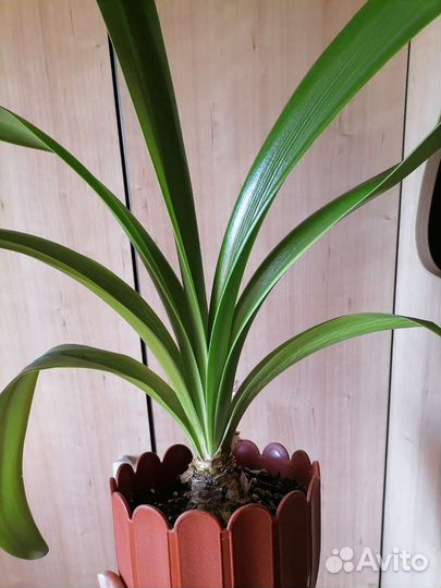 Амариллис +растение