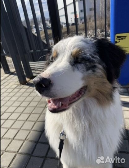 Передержка собак / Догситтер / Выгул собак