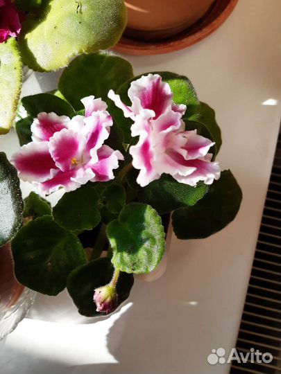 Фиалка в горшках